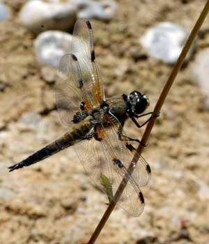 Dragonflies+uk