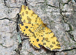 - speckled-yellow-photo-by-dave-green