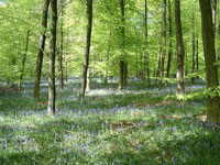 Woodland and bluebells