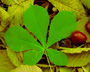 A palmate leaf - Horse Chestnut