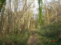 Avon View Wood