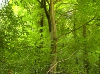 Byron Wood photo 5