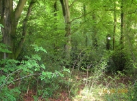 Byron Wood photo 6