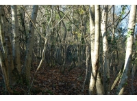 Haines Wood - SOLD
