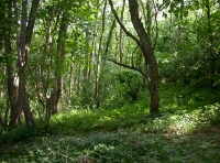 Leat Wood