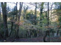 Ogwell Mill Wood