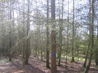 Autumn Mist wood