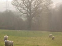 Blackberry meadow - SOLD photo 3