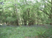 Bloomey Down Wood