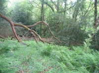 Bloomey Down Wood - SOLD photo 3