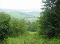 Bloomey Down Wood - SOLD photo 4