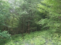 Bloomey Down Wood - SOLD photo 5