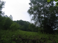 Bloomey Down Wood - SOLD photo 6