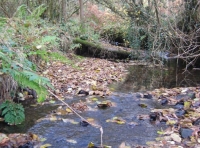 Brightwater wood