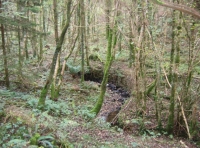 Brightwater wood photo 2