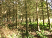 Brightwater wood photo 3