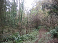 Brightwater wood photo 4