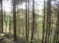 Brightwater wood photo 6