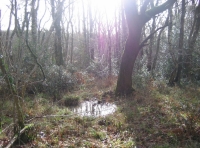 Great Bean Wood