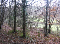 Kingfisher wood - SOLD