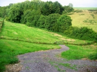 Longrush meadow