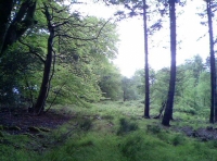North Hill Wood - SOLD