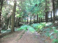 Spring Buck wood