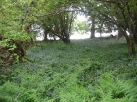 Summerdown wood and meadow - SOLD