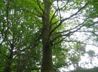 Summerdown wood and meadow - SOLD photo 3