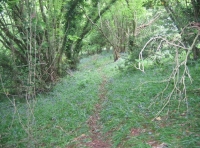 Summerdown wood and meadow - SOLD photo 5