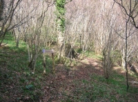 Sunnyside wood