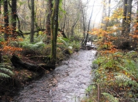 Wyld Wood - SOLD