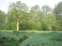 Abbotts Wood and Meadow - SOLD