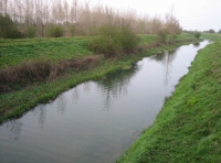 Brant River Wood