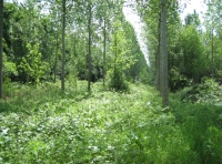Malborough Wood