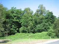 Malborough Wood photo 2
