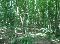 Malborough Wood photo 4