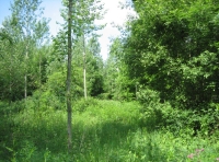 Malborough Wood photo 6
