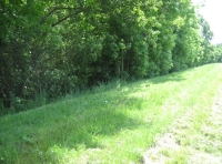 Malborough Wood photo 7