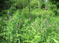 Malborough Wood photo 8