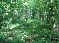Malborough Wood photo 9