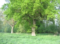 Twissel Wood and Meadow