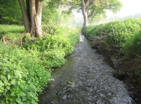 Twissel Wood and Meadow photo 2