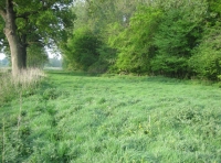 Twissel Wood and Meadow photo 3