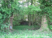 Twissel Wood and Meadow photo 4