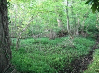 Twissel Wood and Meadow photo 5