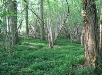 Twissel Wood and Meadow photo 6