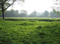 Twissel Wood and Meadow photo 7
