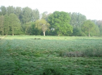Twissel Wood and Meadow photo 8