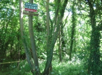 Water Deer Wood